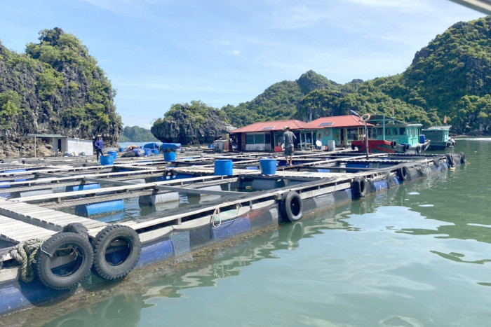 Bất an sai phạm trên vịnh Hạ Long: Lồng bè giăng kín lối, tai nạn rình rập 4