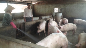 Giá heo hơi hôm nay (24/3) dứt đà tăng kịch trần 52.000 đồng/kg, thịt heo bình ổn sẽ giảm 10.000 đồng/kg