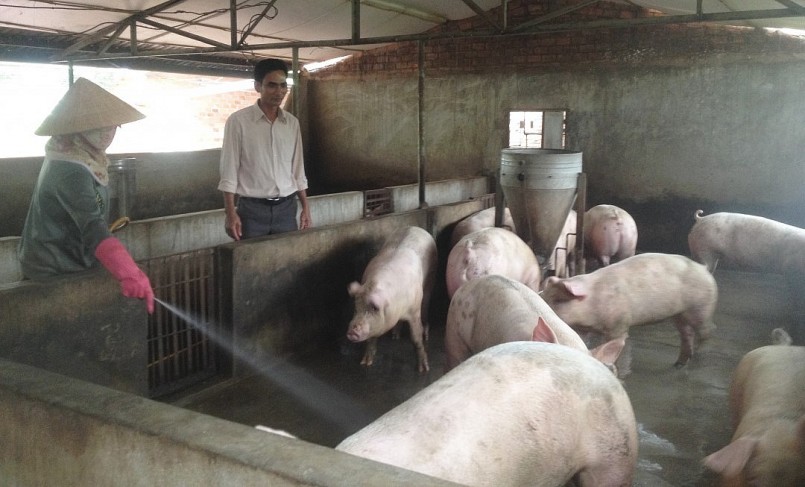 Giá heo hơi hôm nay (24/3) không còn duy trì đà tăng khi đi ngang trong khoảng 48.000 - 52.000 đồng/kg. 