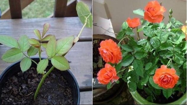 3 loại hoa chỉ cần cắt cành cắm xuống đất, 1 tuần sau bén rễ trắng muốt, lớn thành cây mới