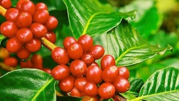 Giá nông sản hôm nay (24/3) cà phê lấy lại đà tăng, hồ tiêu hãm đợt giảm kịch trần 66.000 đồng/kg