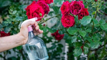 Tuyệt chiêu giúp cho những bông hồng héo rũ căng mọng trở lại chỉ bằng thứ hạt rẻ tiền