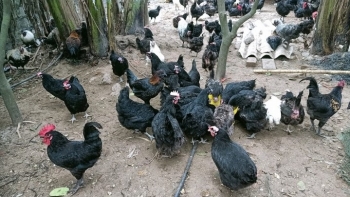 Nuôi gà đặc sản la liệt ngoài vườn, cho ăn rau củ rẻ tiền, nói bán là có người mua thu lãi 200 triệu đồng/tháng