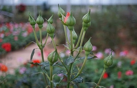 Hoa Hồng ra nhiều nụ khi sử dụng muối Epsom.