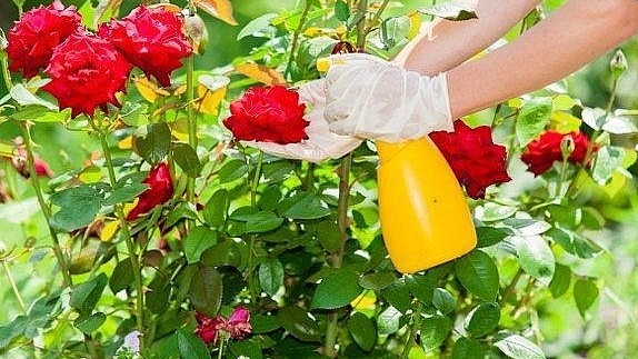 Muối epsom cũng giúp điều trị vàng lá của cây sử dụng bằng cách phun trực tiếp lên lá.