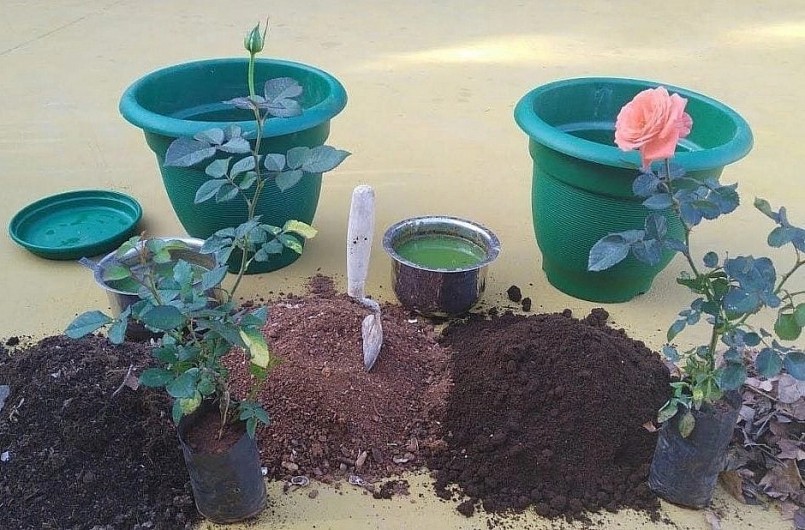 Trộn muối Epsom trực tiếp vào đất thay vì rắc.