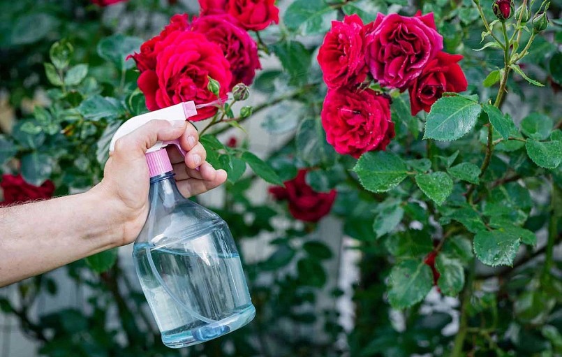 Một trong những cách hiệu quả nhanh chóng và kinh tế chính là sử dụng muối epsom cho hoa hồng.