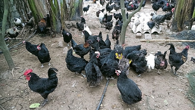 Gà đen H’Mông khá dễ nuôi vì sứkháng cao đề 