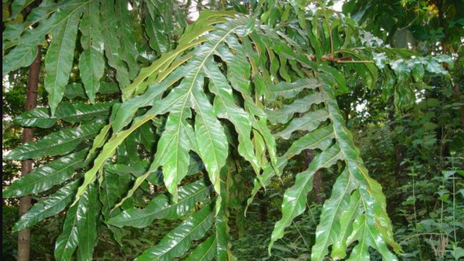 Cây thuốc giải rượu của người dân tộc Dao cũng là vị thuốc các lương y Cao Bằng, Bắc Cạn tin dùng