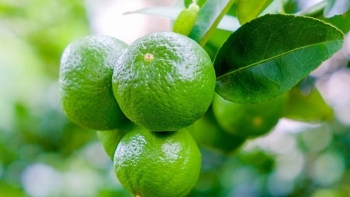 Loại quả chua loét bán 20.000 đồng/kg đầy chợ Việt, sang New Zealand được ví như "vàng xanh", đem làm kem thơm ngon khó cưỡng