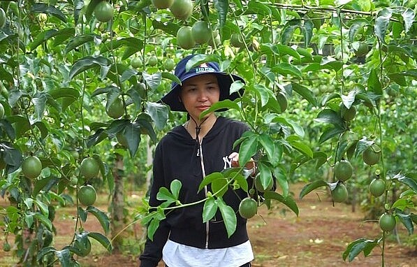 Gia Lai đề ra mục tiêu 20.000ha chanh dây vào năm 2025. Gia Lai đề ra mục tiêu 20.000ha chanh dây vào năm 2025.