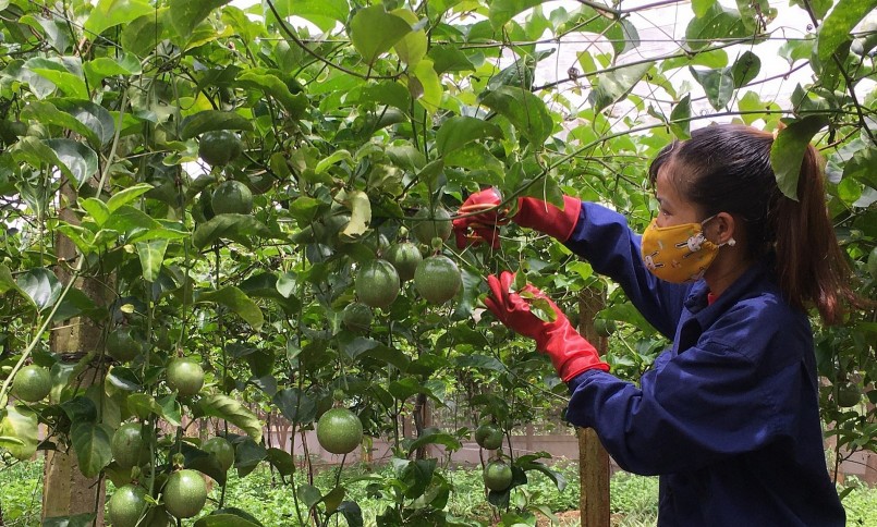 Giá chanh dây tăng cao giúp người trồng tăng lợi nhuận nên tích cực mở rộng diện tích. Giá chanh dây tăng cao giúp người trồng tăng lợi nhuận nên tích cực mở rộng diện tích.