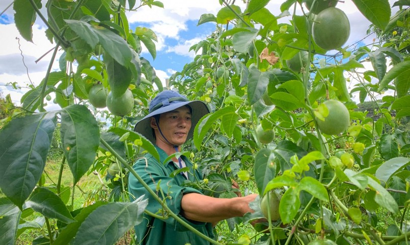 Chanh leo Gia Lai đang khẳng định được vị thế trên thị trường thế giới. Chanh leo Gia Lai đang khẳng định được vị thế trên thị trường thế giới.