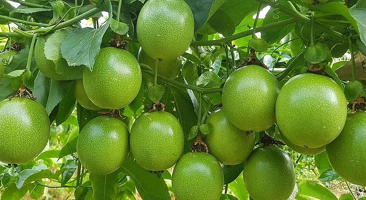 Cây chanh dây được kỳ vọng đem lại triệu đô la xuất khẩu cho tỉnh Gia Lai. Cây chanh dây được kỳ vọng đem lại triệu đô la xuất khẩu cho tỉnh Gia Lai.