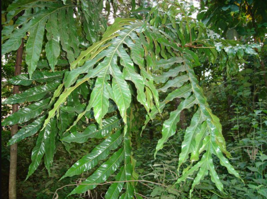 Cây thuốc giải rượu của người dân tộc Dao cũng là vị thuốc các lương y Cao Bằng, Bắc Cạn tin dùng