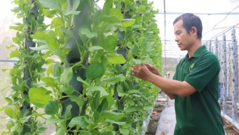 Dựng la liệt trụ đứng để trồng rau, tưởng làm liều hoá ra lại ăn nhiều, nhà nông bỏ túi trăm triệu/năm