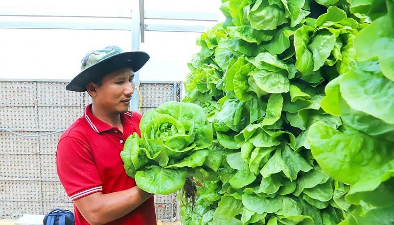 Anh Phạm Thế Tuấn bên vườn rau khí canh xanh non, độc đáo Anh Phạm Thế Tuấn bên vườn rau khí canh xanh non, độc đáo