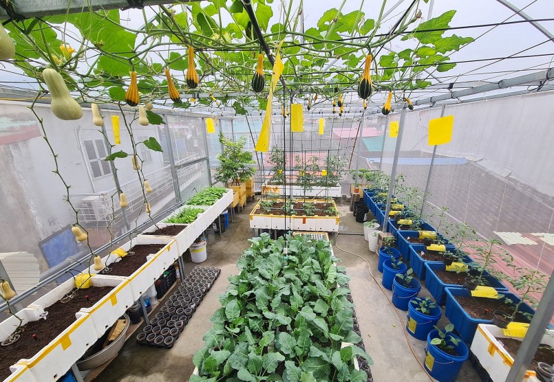 Thích một khu vườn thoáng lối đi lại nên chị sắp xếp kệ chậu theo hàng, mỗi khu trồng một loại. 