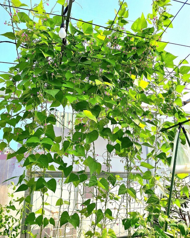 Thời gian đầu chưa có kinh nghiệm trồng nên cây chậm lớn. Sau này chị học được nhiều kinh nghiệm và bắt đầu gặt hái thành quả.