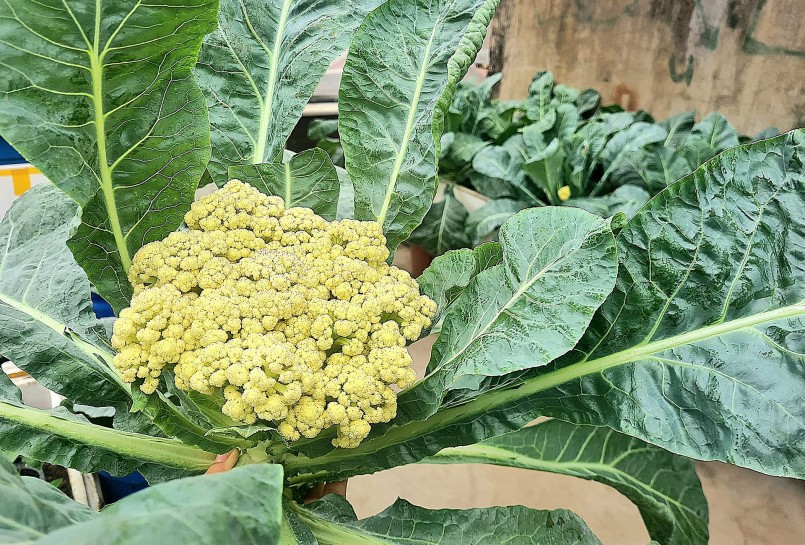 Luống súp lơ được bón phân ủ từ bã đậu và đầu cá giúp đất đầy đủ chất, quá trình chăm về sau nhàn mà thu được những cây rất to. 