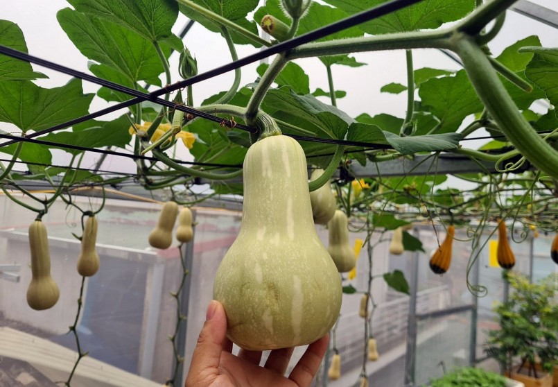 Chỉ bốn gốc bí bơ cho thu hoạch vài chục quả. Những quả bí lúc lỉu trên giàn nhìn thích mắt, khi ăn dẻo thơm.