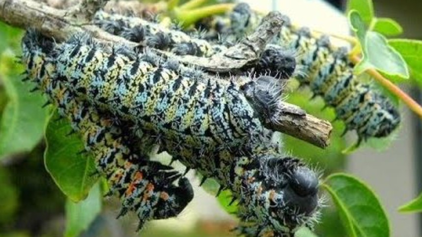 Loài sâu nhìn thôi đã phải “khóc thét” có gì đặc biệt mà lại là đặc sản cực đắt, tôm hùm còn "thua xa"?