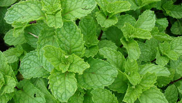 Trồng những cây này trong vườn tiện đủ đường “khi đói làm rau, khi đau làm thuốc”