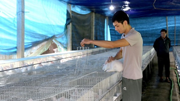 Thoát nghèo, vươn lên làm giàu nhờ nuôi thỏ thương phẩm