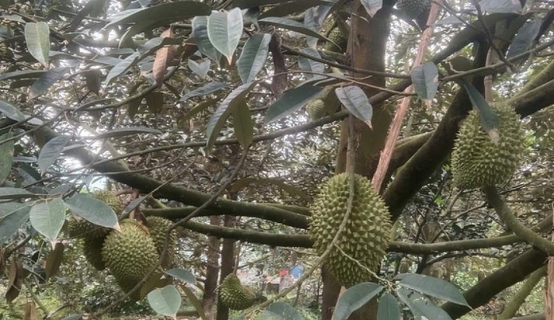 Một số vườn sầu riêng ở tỉnh Tiền Giang chuẩn bị thu hoạch bị mất nguồn thu lớn vì giá sụt giảm. Một số vườn sầu riêng ở tỉnh Tiền Giang chuẩn bị thu hoạch bị mất nguồn thu lớn vì giá sụt giảm.