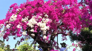 Choáng ngợp với bộ sưu tập hoa giấy thuần Việt lộ diện siêu phẩm có một không hai