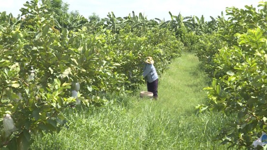 Chỉ trồng cây ăn trái, nhà nông cũng có thu nhập tiền tỷ mỗi năm