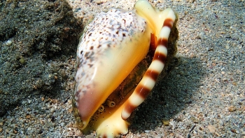 Ốc khiêu vũ với tên gọi cực “mỹ miều”, là đặc sản vùng biển đắt đỏ được “săn lùng” mỗi khi vào mùa