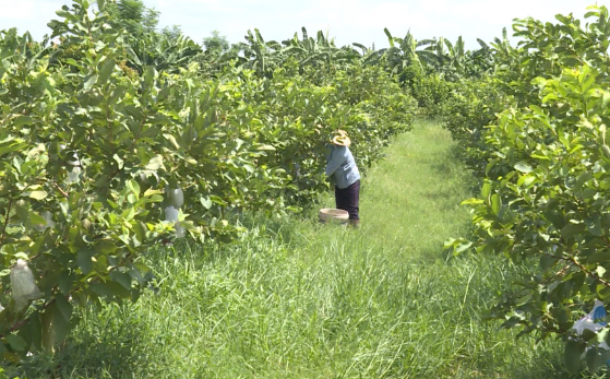 Vườn cây ăn quả của chị Hoa Vườn cây ăn quả của chị Hoa