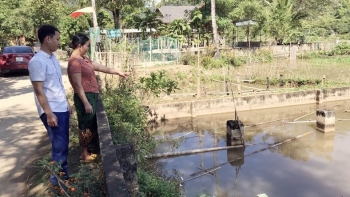 Thuần hoá loài cá đặc sản trong ao nhà, cho ăn cỏ dại trong vườn, giá 250.000 đồng/kg cũng không đủ để bán