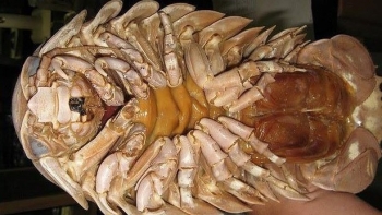 Loại hải sản nhìn kinh dị muốn phát khùng nhưng giá cực khủng, tôm hùm còn kém xa