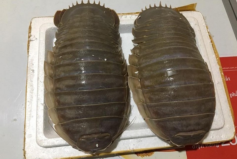 Bọ biển đang được dân Hà thành săn mua về ăn.