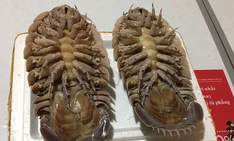 Nhìn những con bọ biển khá giống với bọ trên cạn.