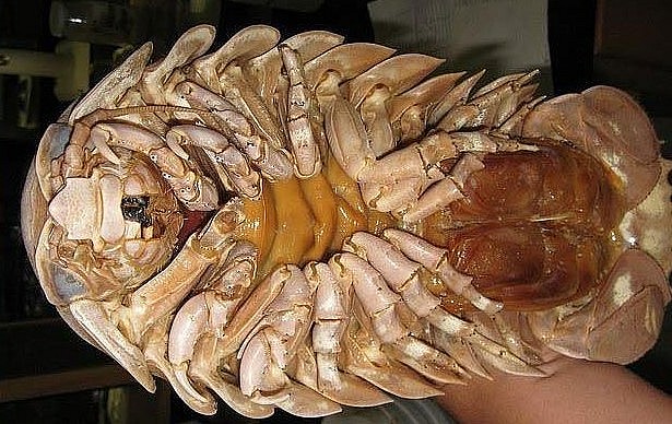 Bọ biển có hai hàng chân với móng vuốt sắc nhọn nhìn khá ghê rợn. 