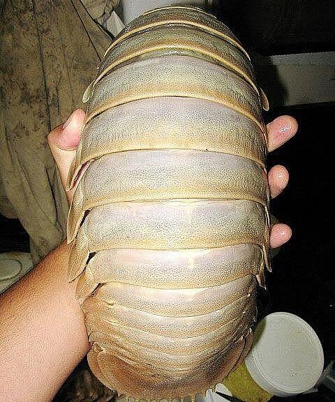 Để mua được một con bọ biển, dân Hà thành phải bỏ ra từ 2-4 triệu đồng tùy trọng lượng.