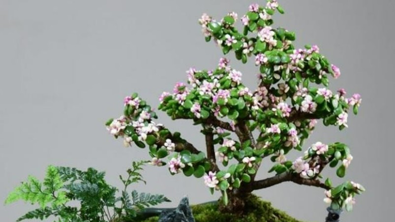 4 loại cây là “bậc thầy thôi miên”, đặt một chậu trong phòng ngủ vừa ngon giấc, vừa hút tài lộc vào nhà