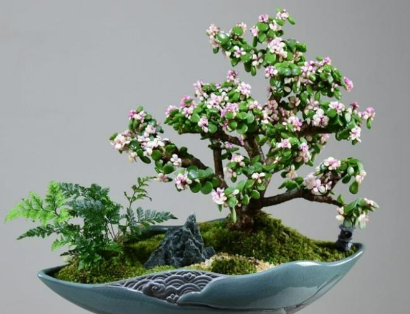 4 loại cây là “bậc thầy thôi miên”, đặt một chậu trong phòng ngủ vừa ngon giấc, vừa hút tài lộc vào nhà