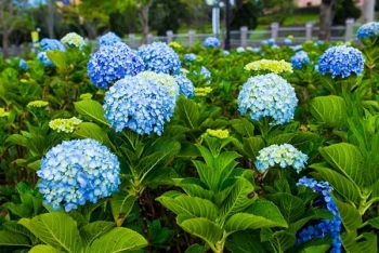 Một số loài hoa chỉ để ngắm, tuyệt đối không được "sờ"