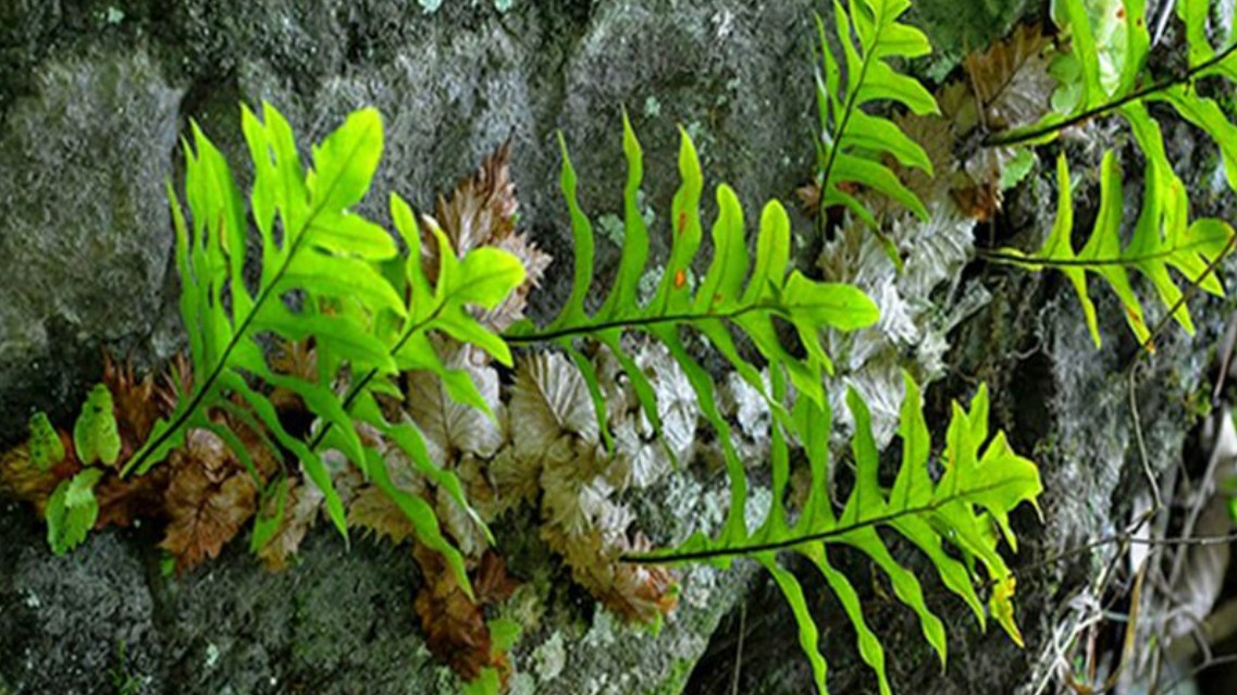 Tác dụng không ngờ của cây tắc kè đá