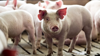 Giá heo hơi hôm nay (25/3) tăng 2.000 đồng thoát đáy cũ, thịt heo vẫn neo cao, lợi nhuận vào túi dân buôn?