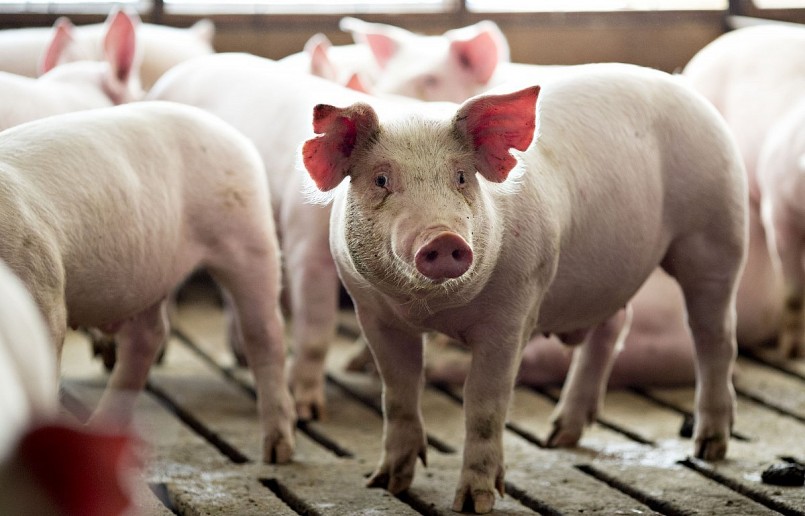 Giá heo hơi hôm nay (25/3) biến động trái chiều khi miền Bắc xu hướng giảm, còn miền Trung và miền Nam tăng cao nhất 2.000 đồng/kg. 