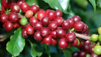 Giá nông sản hôm nay (25/3) cà phê bật tăng mạnh mẽ, hồ tiêu ổn định kỳ vọng đạt mốc 80.000 đồng/kg