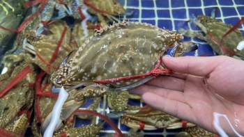 Bí quyết chọn ghẹ nhiều thịt, béo múp, không lo mất tiền oan