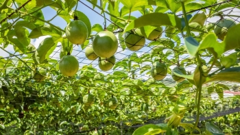 Tỷ phú chanh dây và lộ trình chinh phục thị trường khó tính tạo vị thế cây triệu đô