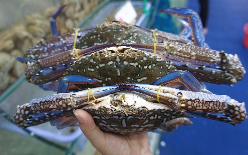 Chọn ghẹ bằng cách quan sát càng