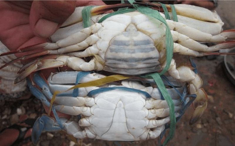 Chọn ghẹ theo giới tính